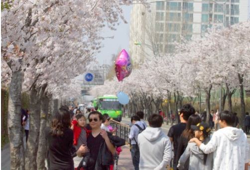 사진 = 금천구청 공식블로그