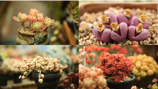 KBS '김영철의 동네 한 바퀴'