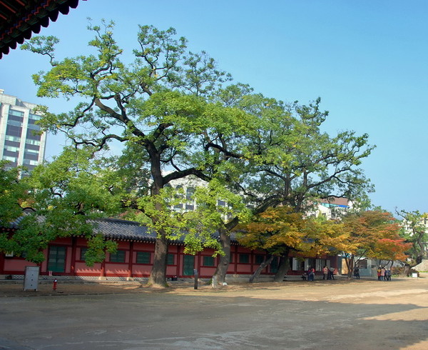 창덕궁 돈화문 회화나무 (사진=서울관광재단 제공)