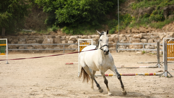 철원 목장에서 훈련중인 승용마.