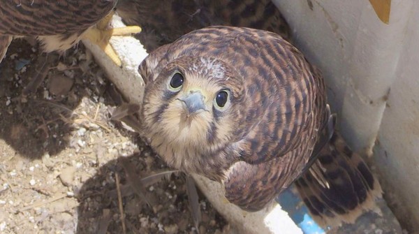 사진=SBS ‘순간포착! 세상에 이런 일이’