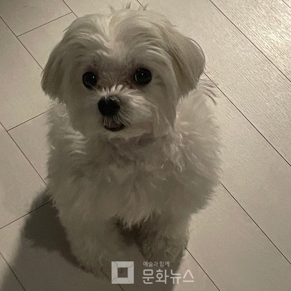 잘 엉키는 털을 가진 몰티즈/사진=문수인 제공