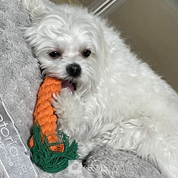 몰티즈/사진=문수인 제공