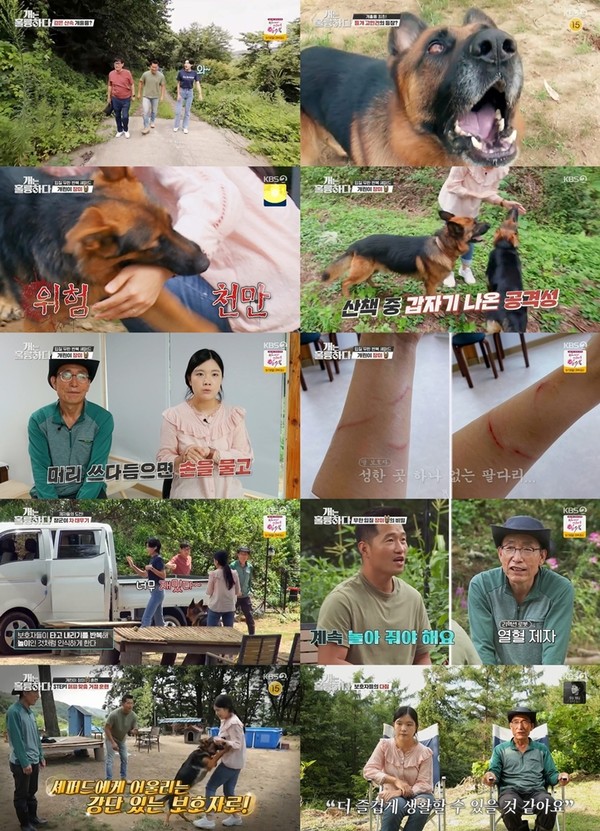 ‘개는 훌륭하다’ 13일자 방송/사진= KBS2 ‘개는 훌륭하다’ 캡처