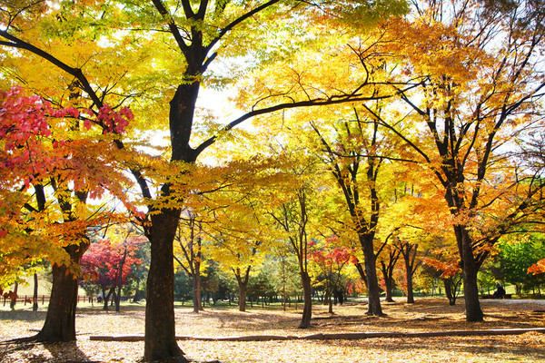 서울 의릉 느티나무 숲 (사진=문화재청 제공)