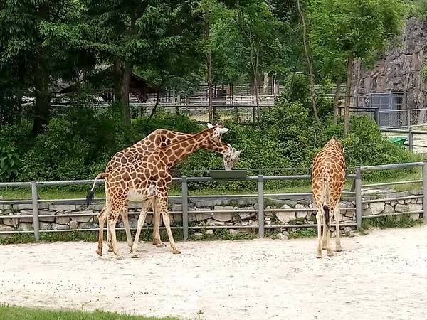 서울대공원 동물원 (사진=문화뉴스DB)