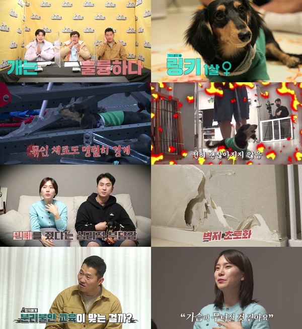 '개훌륭' 17일자 방송 프리뷰/사진=KBS2 ‘개는 훌륭하다’ 제공