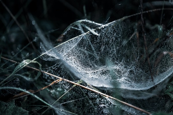현대에도 많이 사용되는 그물망/인장 구조는 거미줄로부터 영감을 받았다./사진=Unsplash ©Frank Albrecht
