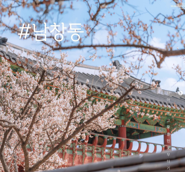 제 3차 문화도시로 선정된 수원시, 수원화성 인근 남창동의 벚꽃사진(사진=수원시청 공식 SNS 캡쳐)