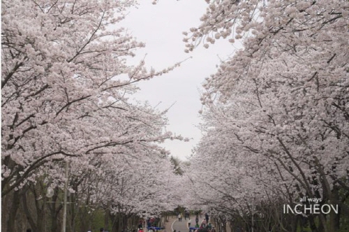 인천광역시, 3년 만의 벚꽃구경 인천 공원으로 오세요