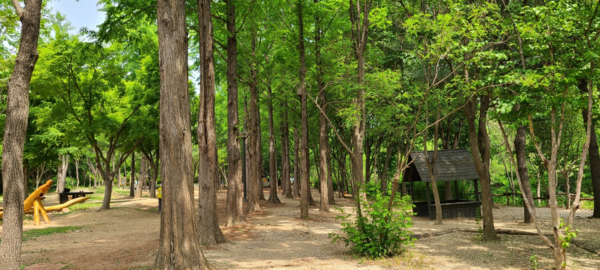 유아숲체험원 1km 메타세쿼이아길 (사진=서울시 제공)