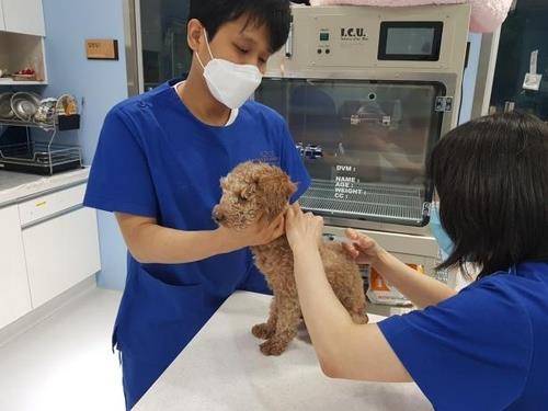 서울시가 개와 고양이를 대상으로 ‘광견병 예방접종 지원사업’을 실시한다.(사진=서울시)