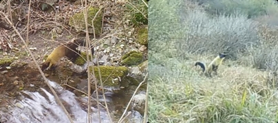 사진=(왼쪽부터)물장난치는 담비, 두 발로 서있는 담비/환경부 제공