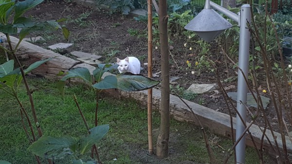 사진 = 얄바츄 우랄 작가 집 마당에 사는 흰 고양이