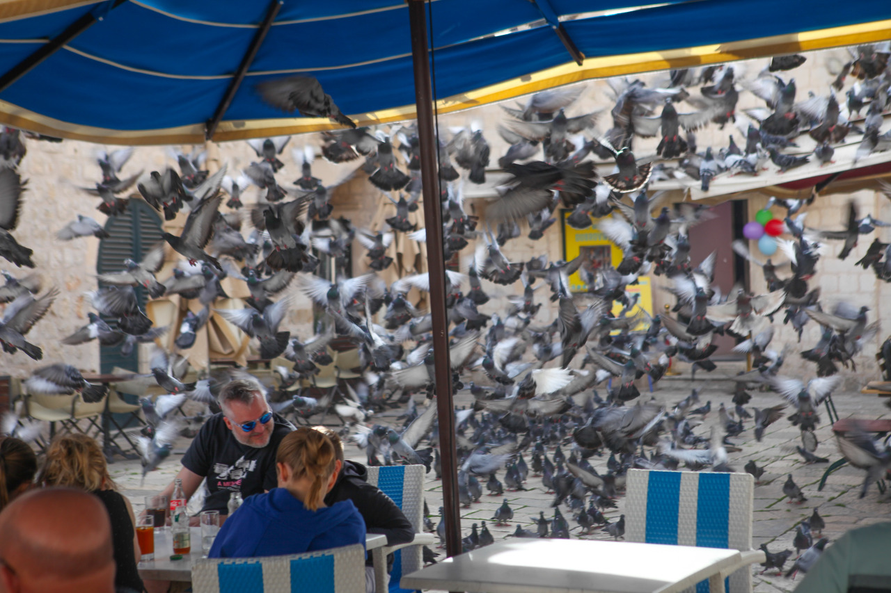 두브로브니크 레스토랑 카메니체(Kamenice)에서는 비교적 저렴하게 해물요리를 맛 볼 수 있다. 점심시간에 누군가 비둘기 밥을 줬다.  대환장파티가 벌어졌다.