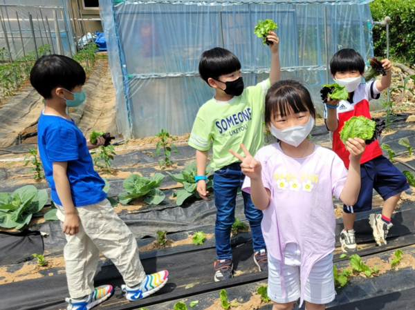 사진=상추를 수확하는 학생들/조산초등학교 제공