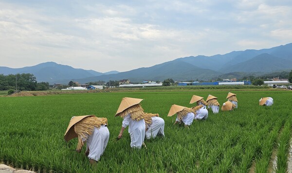 초복 앞두고 다시 읽는 복(伏)날…더위 속 삶의 철학/사진=연합뉴스