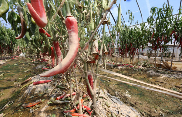 [박근종 칼럼] 폭우에 젖고 폭염에 데인 ‘기후플레이션’ 심화, ‘먹거리 물가’ 비상/사진=연합뉴스