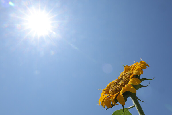 [박근종 칼럼] 폭우에 젖고 폭염에 데인 ‘기후플레이션’ 심화, ‘먹거리 물가’ 비상/사진=연합뉴스