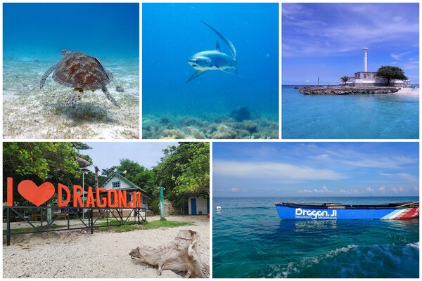 (왼쪽부터 시계방향으로) 바다 거북, 환도상어, 캐피탄칠로, 말라파스쿠아 바다, 드래곤제이원 ⓒ 이민혜