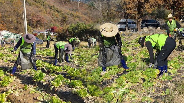 ‘배추 수확 현장 달궜다’…농협상호금융, 김장철 맞아 농가 지원 / 사진=농협상호금융
