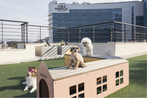 ﻿더우프앤 펫호텔, 해외여행 반려견 보호자 위한 공항 샌딩 서비스 출... - 뉴스 썸네일 이미지